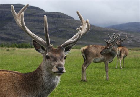 File:Red deer stag.jpg - Wikipedia