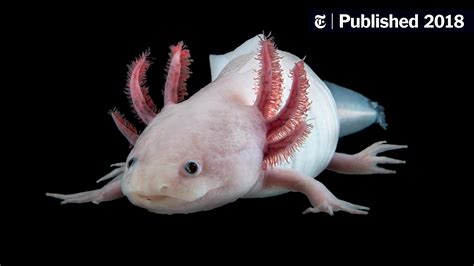 The Smiling Axolotl Hides a Secret: A Giant Genome - The New York Times