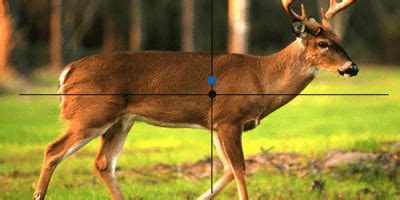 Where to Shoot a Deer With a Bow - 5 Killer Kill Zones