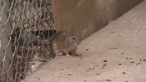 NYC rat sightings on the rise | FOX 5 New York