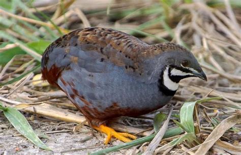 7 Best Quail Breeds to Raise For Eggs, Meat or Hunting | Raising quail ...