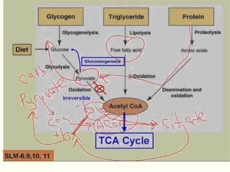 Acetyl CoA Connects Pathways of Catabolism - YouTube