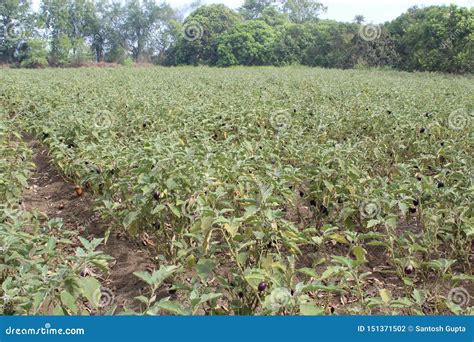 Brinjal Farming in Large Scale Stock Photo - Image of green, brinjal: 151371502