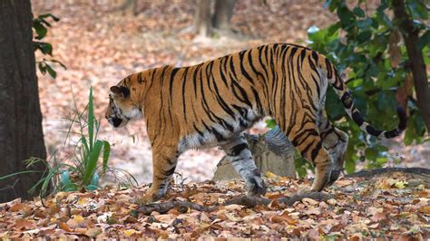 Wildlife - Bandhavgarh National Park on Behance