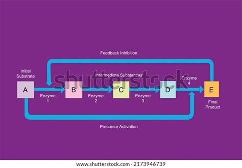 Enzyme Substrate Complex Graphic: Over 25 Royalty-Free Licensable Stock Vectors & Vector Art ...