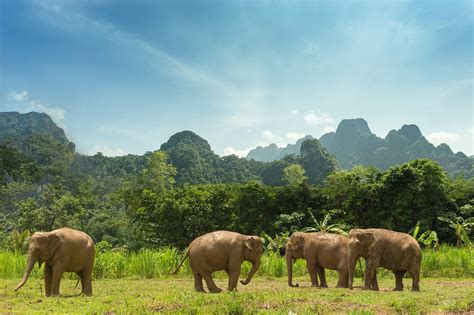 Elephant Hills Tented Camp, Khao Sok National Park, Khao Lak, Thailand ...