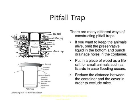 PPT - Pitfall Trap PowerPoint Presentation - ID:2483975