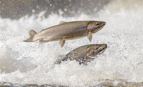 Pin by Paul D. Laws on Trout (General) | Steelhead trout, Rainbow trout, Trout