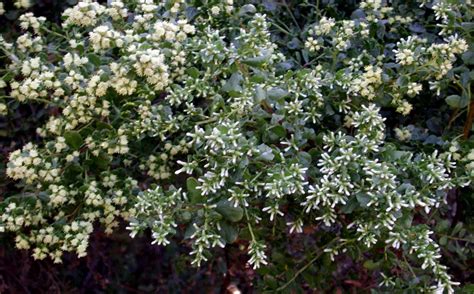 Baccharis pilularis subsp. consanguinea (Coyote Brush) - Native Here Nursery