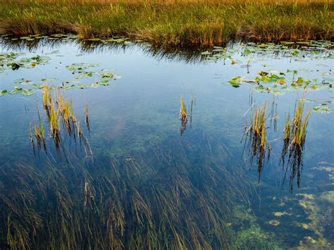 The Freshwater Marsh of the Everglades | Smithsonian Photo Contest ...