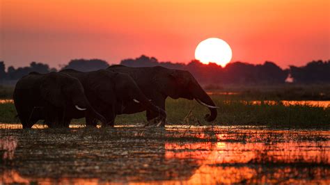 Poachers Are Invading Botswana, Last Refuge of African Elephants - The ...