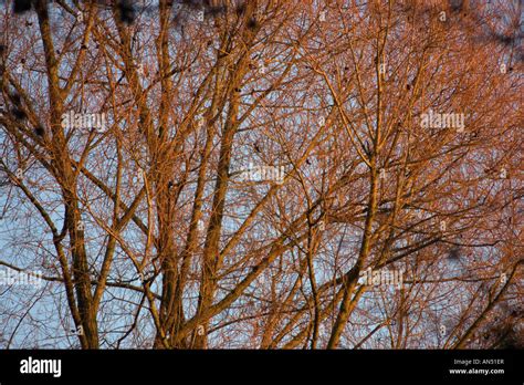 Willow tree, salix Stock Photo - Alamy