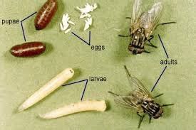 Can Flies Lay Eggs In Dog Food