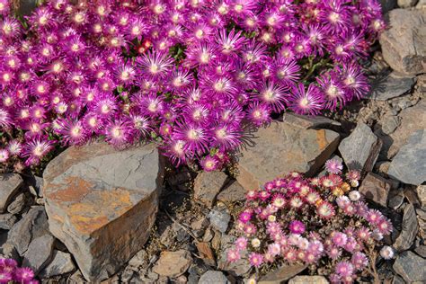 Beautiful Desert Plants With Names