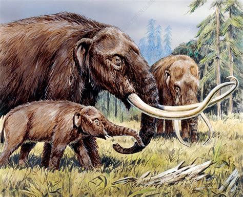 American mastodon with young, illustration - Stock Image - C037/5165 - Science Photo Library