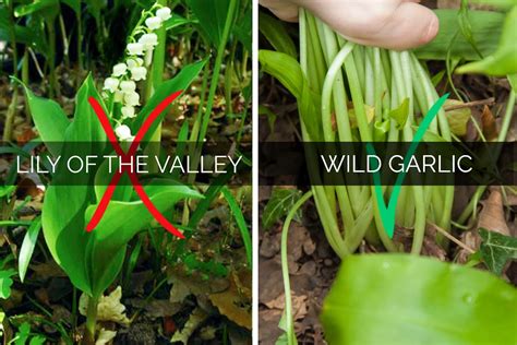 Identifying and Picking Wild Garlic | The Greedy Vegan