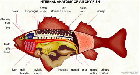 Miles Lawrence: More about cartilaginous fish