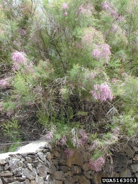 Tamarisk - Saguaro National Park (U.S. National Park Service)