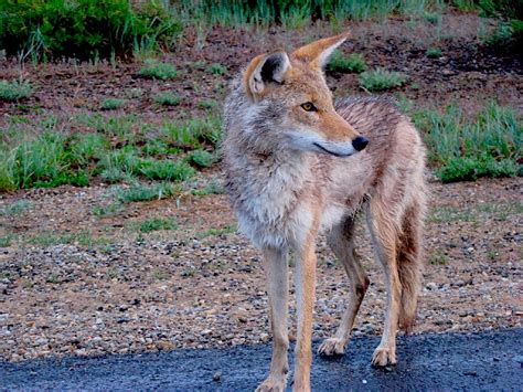 2.4 Human-Coyote (Canis latrans) Interaction and Conflict – Environmental ScienceBites Volume 2