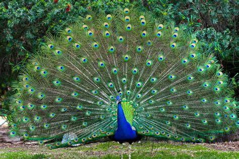 peacock, Bird, Colorful, 15 Wallpapers HD / Desktop and Mobile Backgrounds