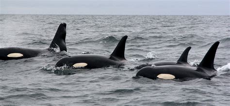 Killer whale pod at Langara Island | Photo by Langara guide … | Flickr