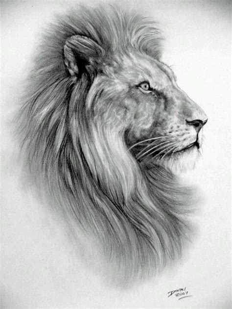 Male Lion Sketch at PaintingValley.com | Explore collection of Male ...