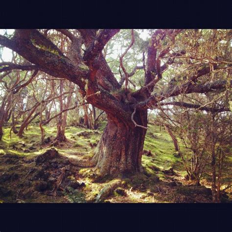 Koa tree | Tree, Plant life, Another day in paradise