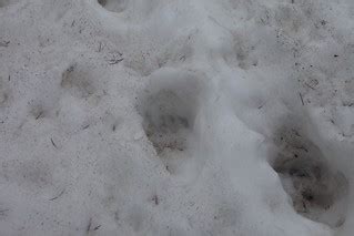 Black Bear paw print in snow | This was on the trail from Sw… | Flickr