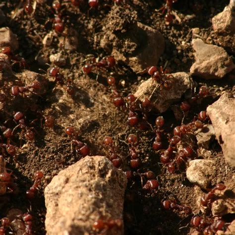 Red imported fire ant - Facts, Diet, Habitat & Pictures on Animalia.bio