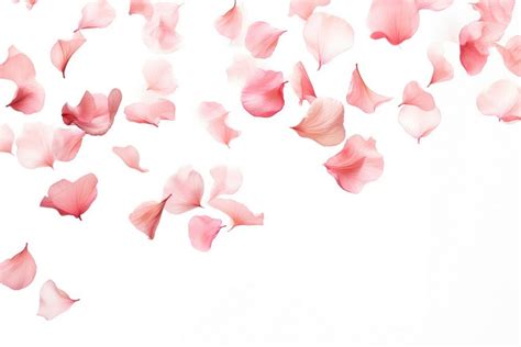 Flower petals backgrounds plant fragility. | Free Photo - rawpixel