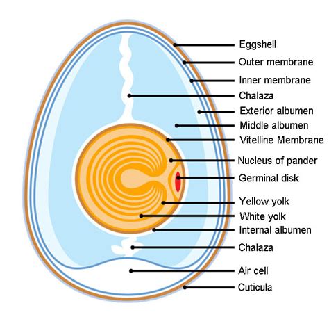 Anatomy of an Amiotic Egg: The Animal Files