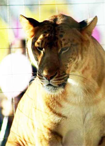 Liger Breeding and Ethical Questions about liger Breeding. | Liger ...