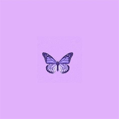 Purple Butterfly Pfp | Purple butterfly, Purple, Butterfly