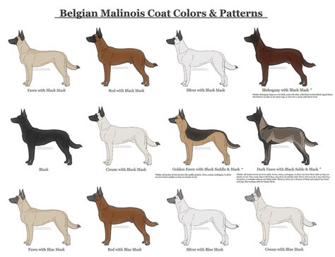 Belgian Malinois Coat Colors and Patterns by xLunastarx on DeviantArt