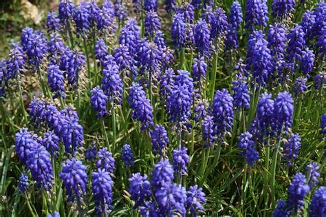 Premium Photo | Many blue lavender flowers in garden