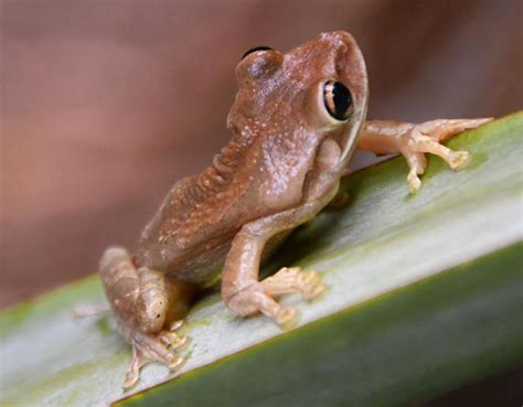 Cuban Tree Frog 101: The Invasive Amphibian of Florida