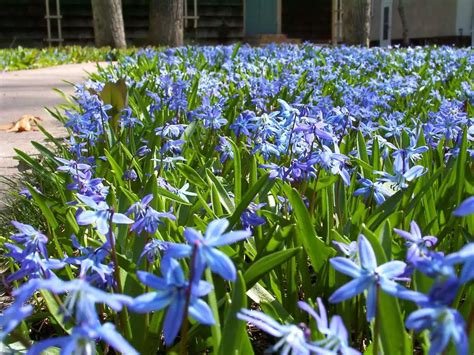 Blue Flowers In Lawn 3 Wallpaper