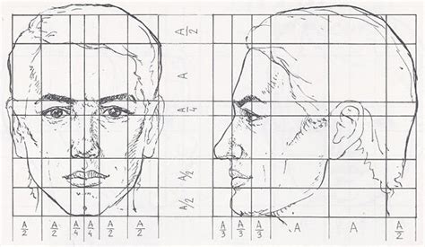 head-anatomy-proportions-1 | Drawing the human head, Head proportions ...