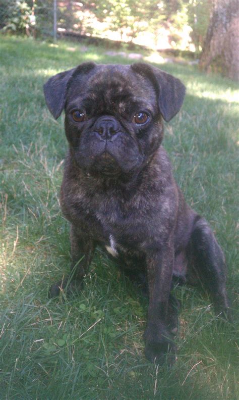 Frug... Pug French Bulldog mix #pugmix | Cute pug puppies, Super cute dogs, French bulldog pug mix