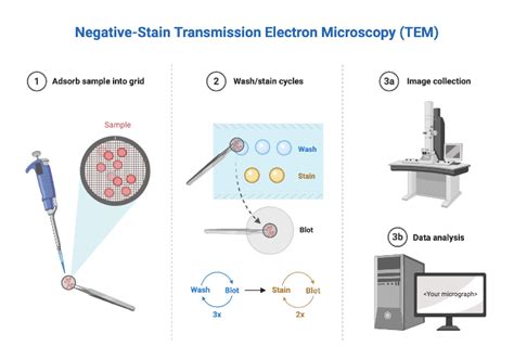 Negative-Stain Transmission Electron Microscopy (TEM) | BioRender Science Templates