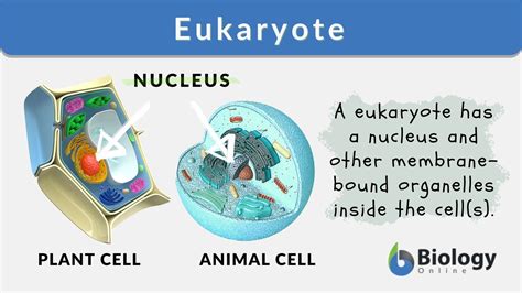 Eukaryote - Definition and Examples - Biology Online Dictionary