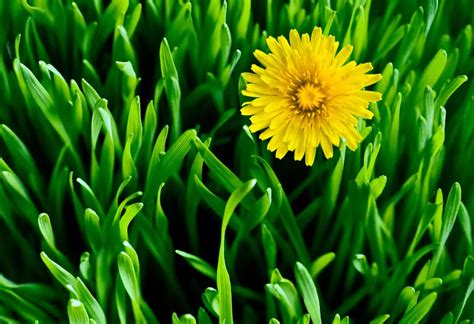 Are Dandelions Weeds? - Peak Yard