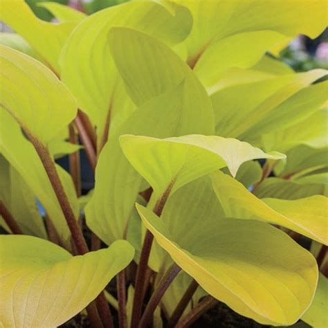 Fire Island Hosta: Hosta 'Fire Island' | Shade plants, Hostas, Hosta plants