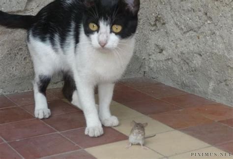 Cat and Mouse Game | Animals