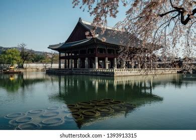 Gyeongbokgung Palace Cherry Blossom Call Sakura Stock Photo 1393913315 ...