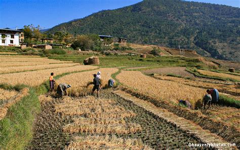 Bhutan Village Farming Tours - Farm Tours in Bhutan | HeavenlyBhutan