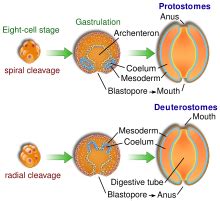Archenteron - Wikipedia