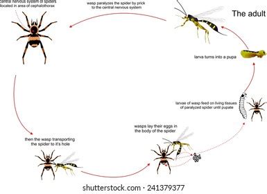 Wasp Tarantula Biological Interaction Nature Illustration Stock Vector (Royalty Free) 241379377 ...