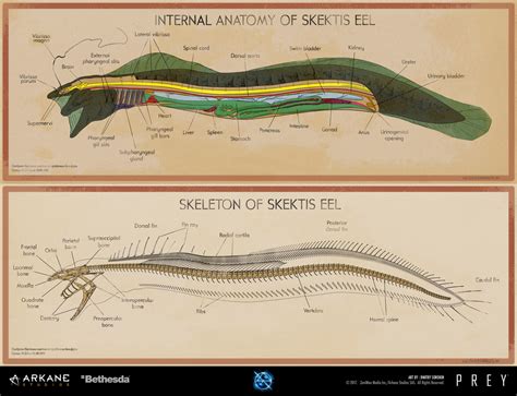 Prey - Eel Anatomy Poster by dsorokin755 on DeviantArt