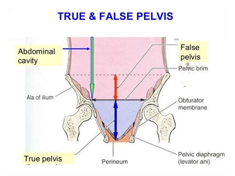 True And False Pelvis Diagram - Wiring Diagram Pictures